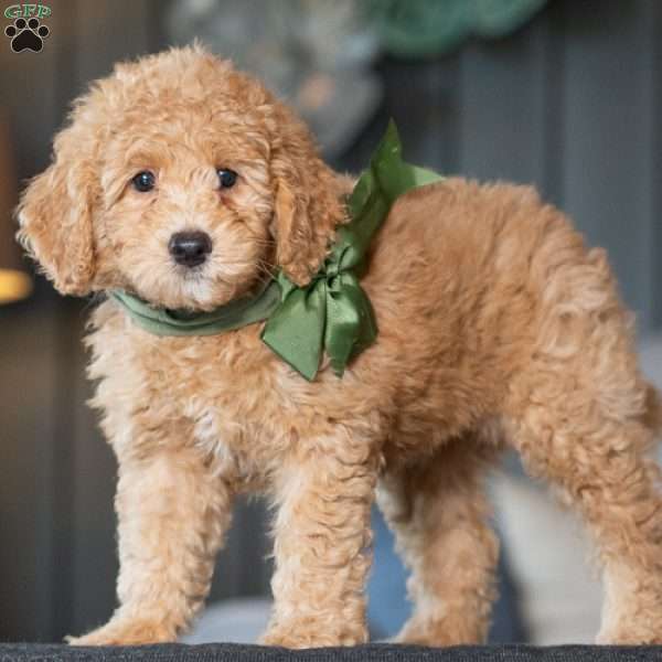 Wendy, Golden Mountain Doodle Puppy